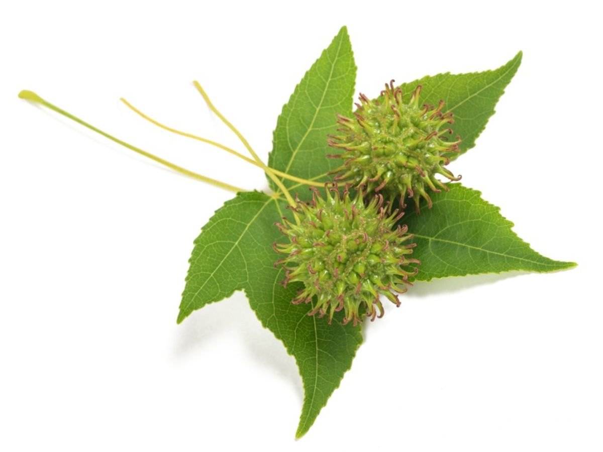 Unveiling the Secrets of Sweetgum Oil: A Timeless Elixir from the Ottoman Empire - Aladdin